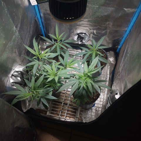 Glueberry OG & Banana Blaze #3 growlog timeline photo