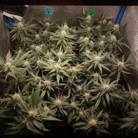 Glueberry OG y Banana Blaze #2 growlog timeline photo