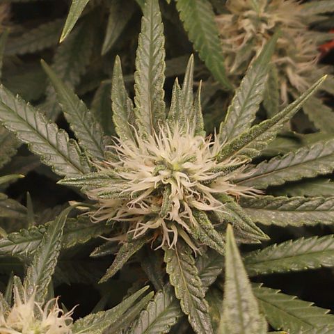 Glueberry OG y Banana Blaze #2 growlog timeline photo