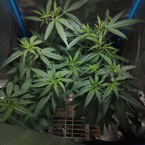 Glueberry OG & Banana Blaze #3 growlog timeline photo