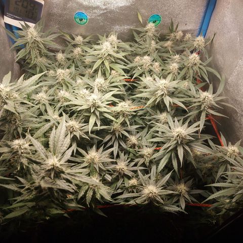 Glueberry OG y Banana Blaze #2 growlog timeline photo