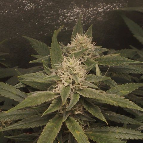 Glueberry OG y Banana Blaze #2 growlog timeline photo