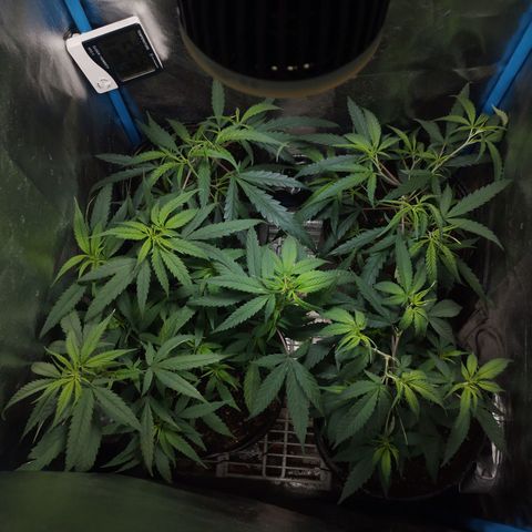 Glueberry OG & Banana Blaze #3 growlog timeline photo