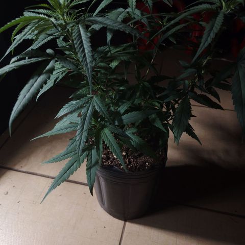 Glueberry OG & Banana Blaze #3 growlog timeline photo