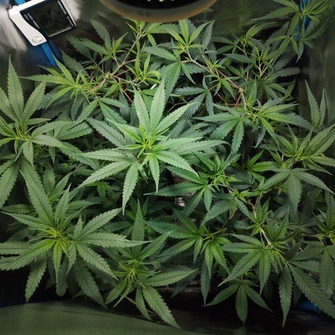 Glueberry OG & Banana Blaze #3 growlog timeline photo