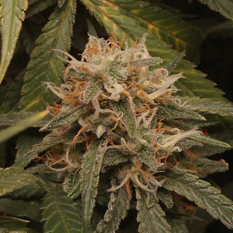 Glueberry OG y Banana Blaze #2 growlog timeline photo