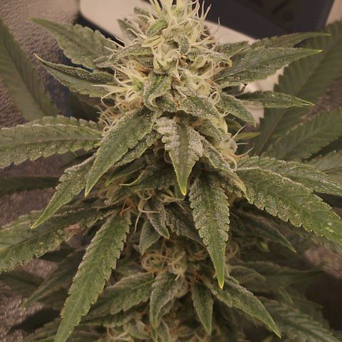 Glueberry OG y Banana Blaze #2 growlog timeline photo