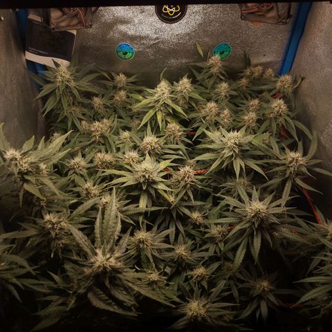 Glueberry OG y Banana Blaze #2 growlog timeline photo