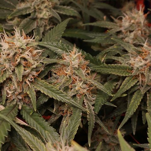 Glueberry OG y Banana Blaze #2 growlog timeline photo