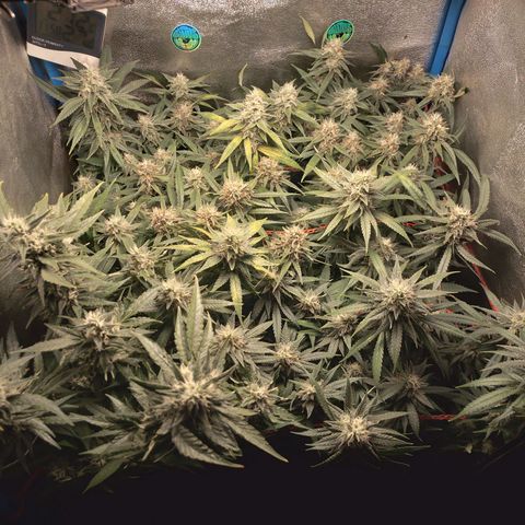 Glueberry OG y Banana Blaze #2 growlog timeline photo