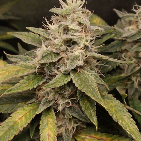 Glueberry OG y Banana Blaze #2 growlog timeline photo
