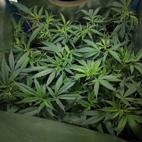 Glueberry OG & Banana Blaze #3 growlog timeline photo