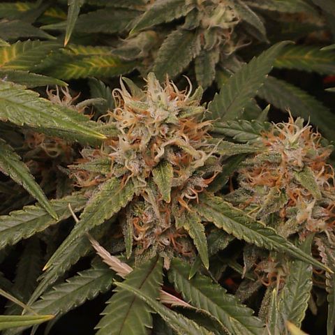 Glueberry OG y Banana Blaze #2 growlog timeline photo