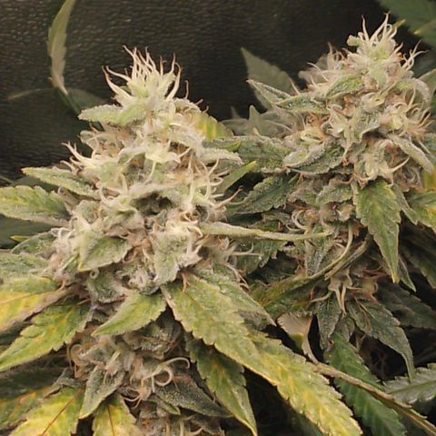 Glueberry OG y Banana Blaze #2 growlog timeline photo