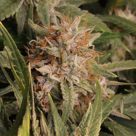 Glueberry OG y Banana Blaze #2 growlog timeline photo