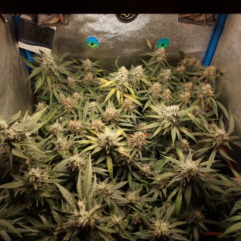 Glueberry OG y Banana Blaze #2 growlog timeline photo