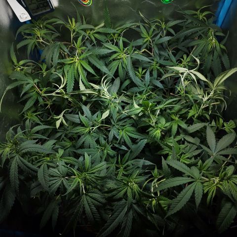 Glueberry OG & Banana Blaze #3 growlog timeline photo