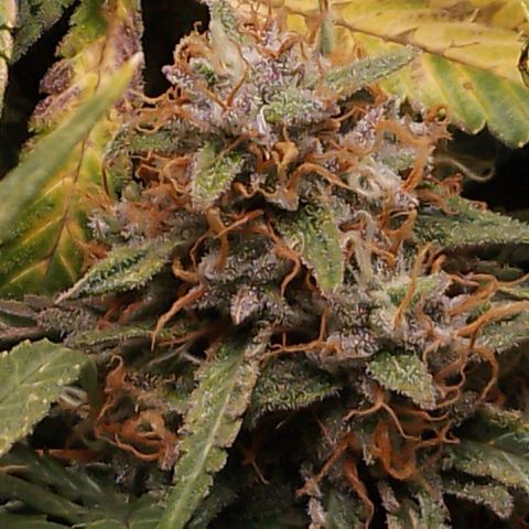 Glueberry OG y Banana Blaze #2 growlog timeline photo