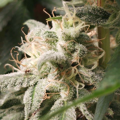 Glueberry OG y Banana Blaze #2 growlog timeline photo