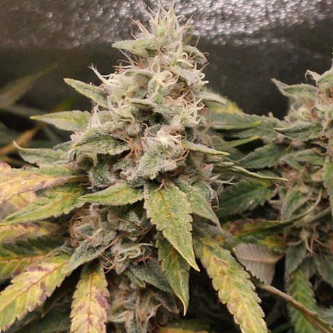 Glueberry OG y Banana Blaze #2 growlog timeline photo
