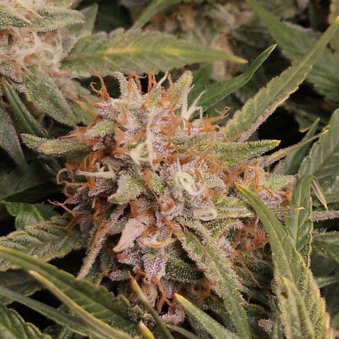 Glueberry OG y Banana Blaze #2 growlog timeline photo