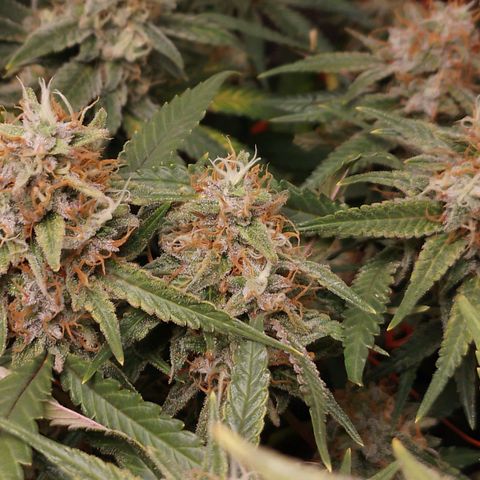 Glueberry OG y Banana Blaze #2 growlog timeline photo