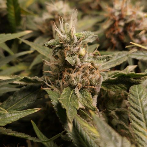 Glueberry OG y Banana Blaze #2 growlog timeline photo