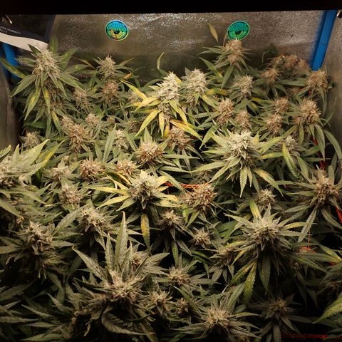 Glueberry OG y Banana Blaze #2 growlog timeline photo