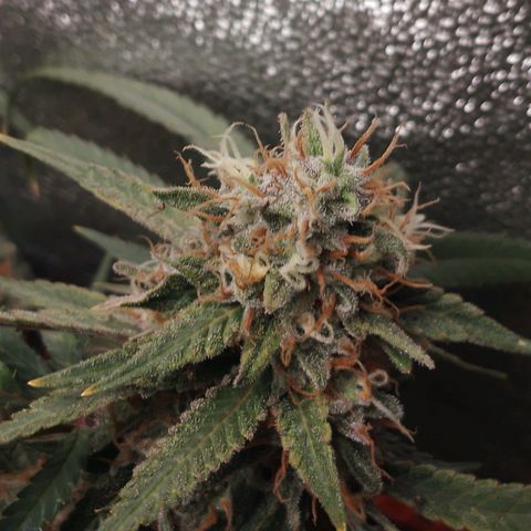 Glueberry OG y Banana Blaze #2 growlog timeline photo