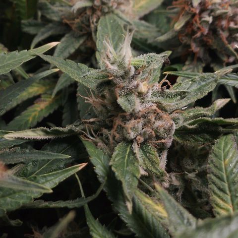 Glueberry OG y Banana Blaze #2 growlog timeline photo