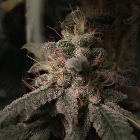 Glueberry OG y Banana Blaze #2 growlog timeline photo