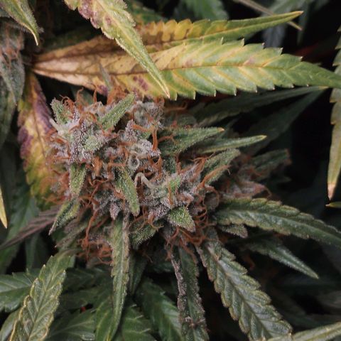Glueberry OG y Banana Blaze #2 growlog timeline photo