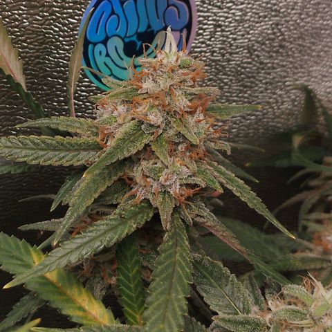 Glueberry OG y Banana Blaze #2 growlog timeline photo