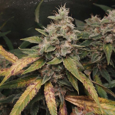 Glueberry OG y Banana Blaze #2 growlog timeline photo