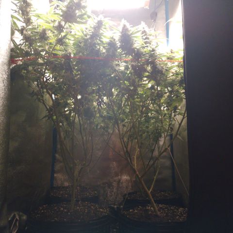 Glueberry OG y Banana Blaze #2 growlog timeline photo