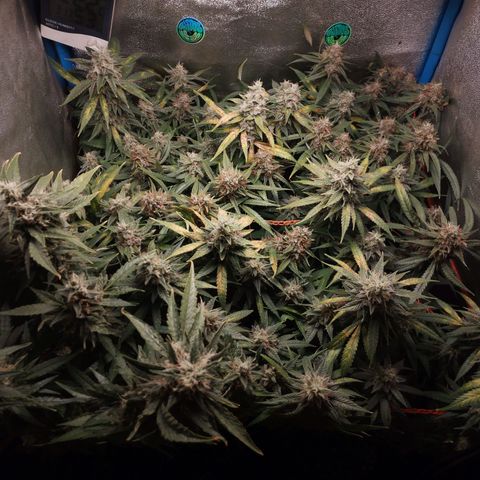 Glueberry OG y Banana Blaze #2 growlog timeline photo