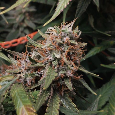 Glueberry OG y Banana Blaze #2 growlog timeline photo