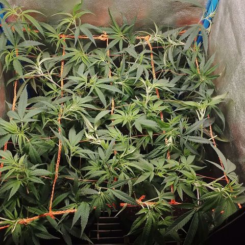 Glueberry OG & Banana Blaze #3 growlog timeline photo