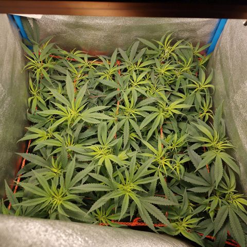 Glueberry OG & Banana Blaze #3 growlog timeline photo