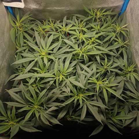 Glueberry OG & Banana Blaze #3 growlog timeline photo