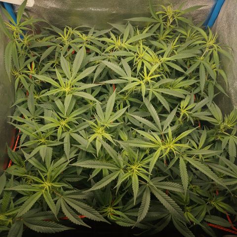 Glueberry OG & Banana Blaze #3 growlog timeline photo