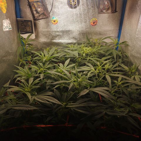 Glueberry OG & Banana Blaze #3 growlog timeline photo