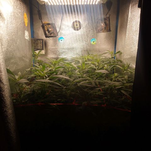 Glueberry OG & Banana Blaze #3 growlog timeline photo