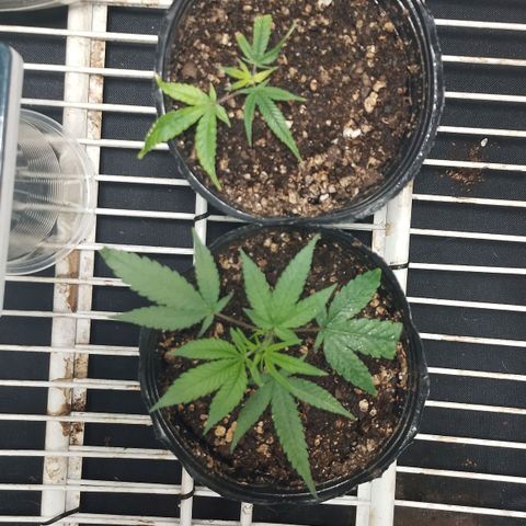 Glueberry OG y Banana Blaze #4 growlog photo: 1 glueberry 1 banana

