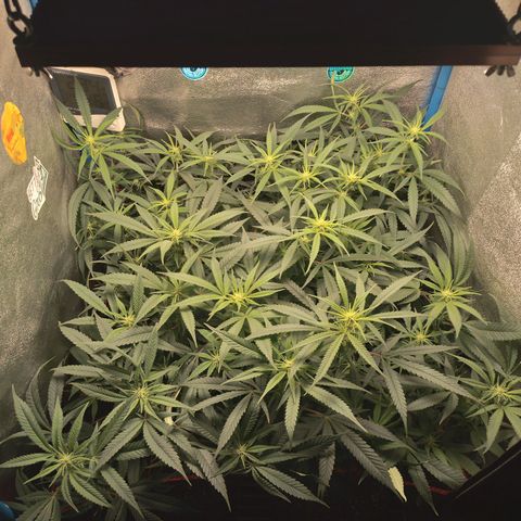 Glueberry OG & Banana Blaze #3 growlog timeline photo