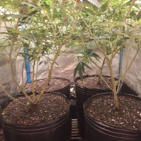 Glueberry OG & Banana Blaze #3 growlog timeline photo