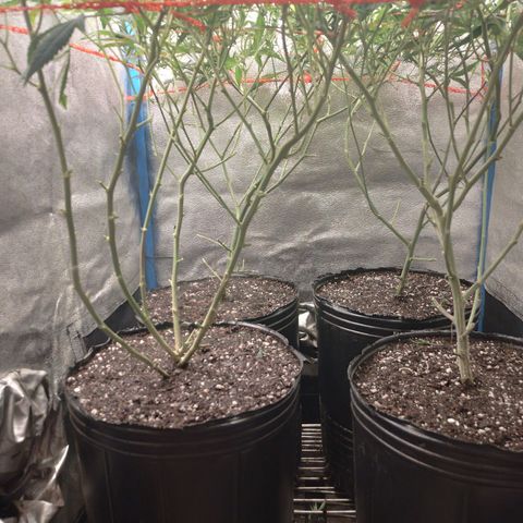 Glueberry OG & Banana Blaze #3 growlog timeline photo