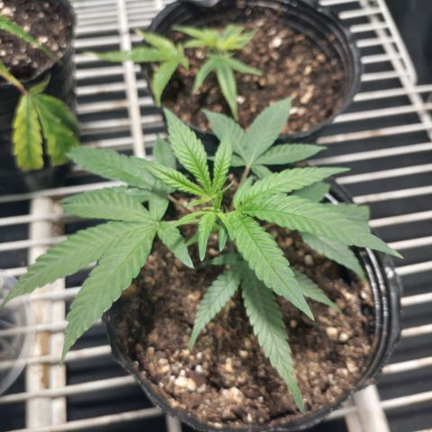 Glueberry OG y Banana Blaze #4 growlog photo: 1gbo y 1 banana gogogo