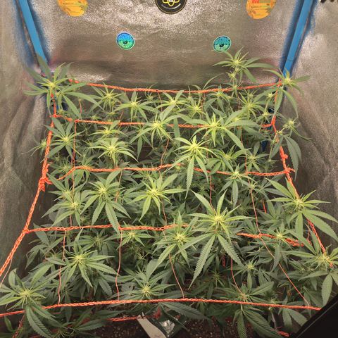 Glueberry OG & Banana Blaze #3 growlog timeline photo