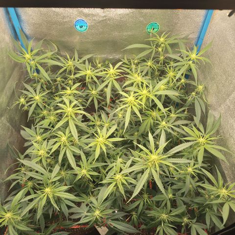 Glueberry OG & Banana Blaze #3 growlog timeline photo